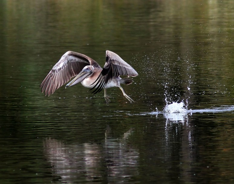 Brown Pelican Takeoff 