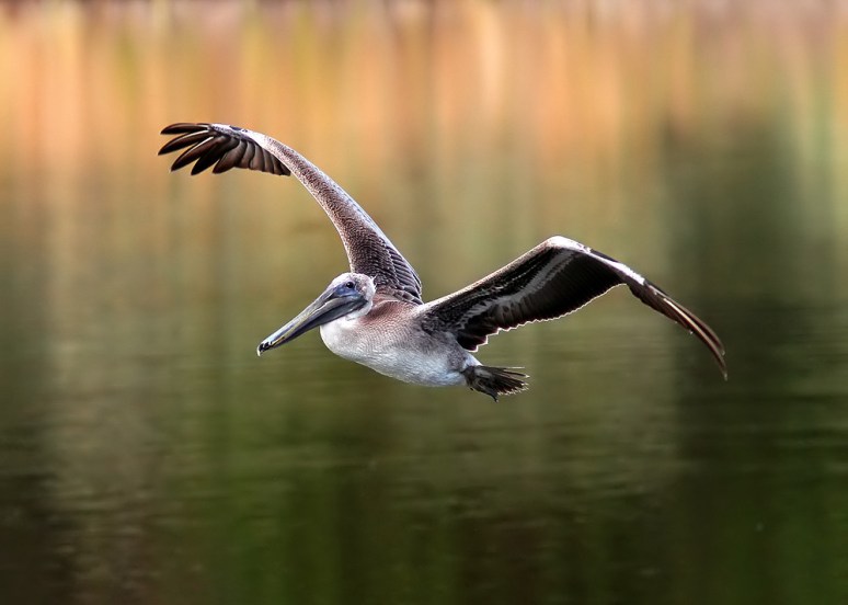Brown Pelican Takeoff 