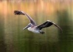 Brown Pelican Takeoff