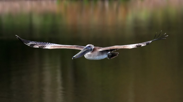 Brown Pelican Takeoff 