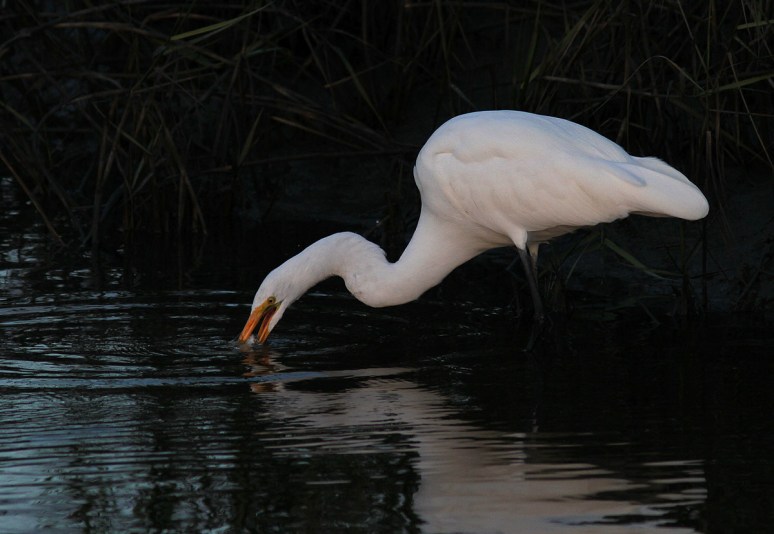 Egret Fishing Late Evening 