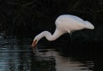 Egret Fishing Late&nbsp;Evening