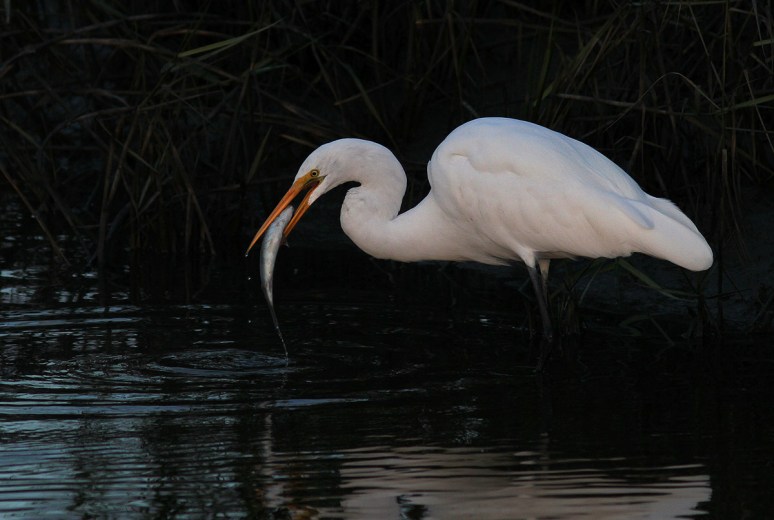 Egret Fishing Late Evening 