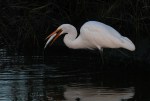 Egret Fishing Late&nbsp;Evening