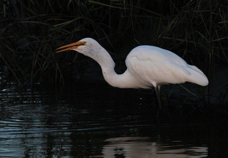 Egret Fishing Late Evening 
