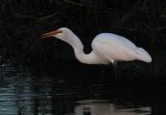 Egret Fishing Late&nbsp;Evening
