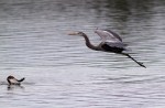 GBH Flight Over&nbsp;Cormorant