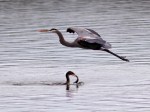 GBH Flight Over&nbsp;Cormorant