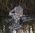 Great Blue Heron Fishing in the&nbsp;Marsh