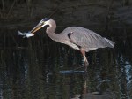 Great Blue Heron Fishing in the&nbsp;Marsh
