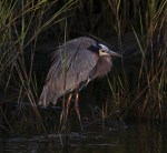 Great Blue Heron Fishing in the&nbsp;Marsh