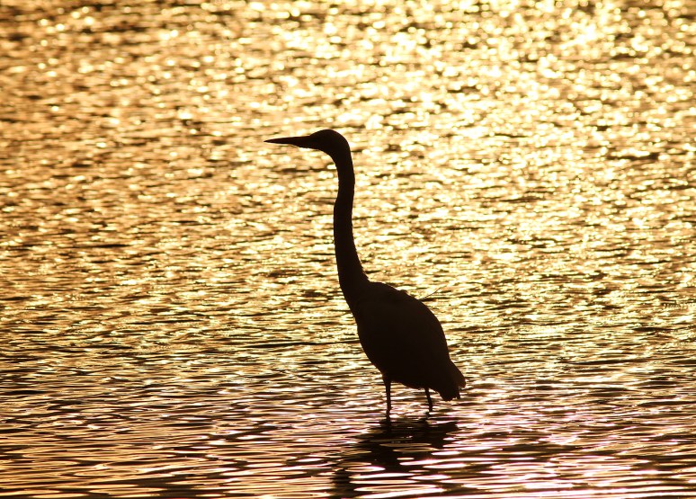 Great Egret Sunset Silhouette 