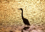 Great Egret Sunset&nbsp;Silhouette