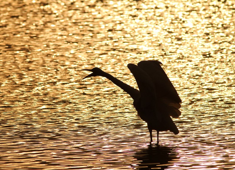 Great Egret Sunset Silhouette 