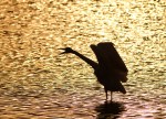Great Egret Sunset&nbsp;Silhouette