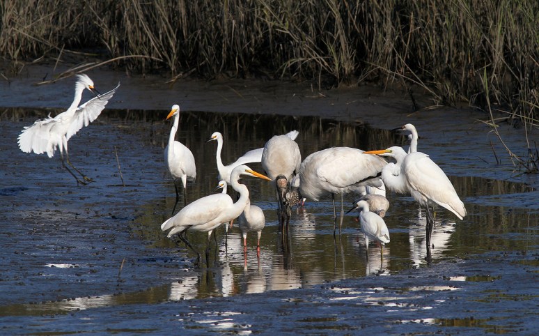 Group Meeting In Marsh