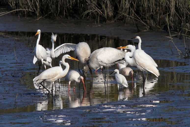 Group Meeting In Marsh