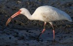 Ibis With Eel