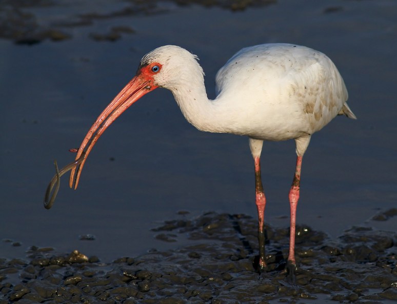 Ibis With Eel