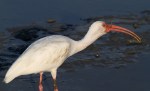 Ibis With Eel