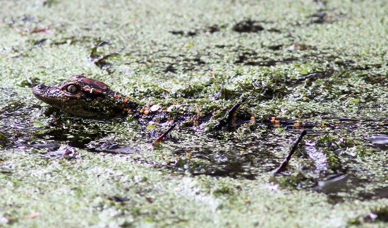 Mrs A and Babies in the Swamp 