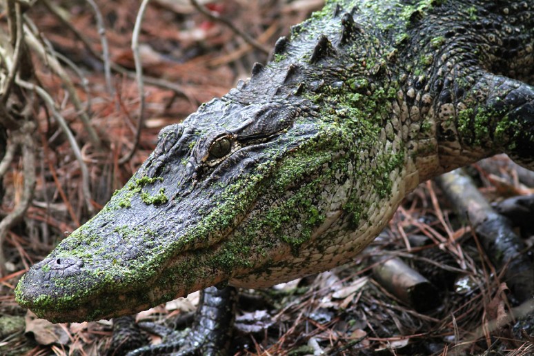 Mrs A and Babies in the Swamp 