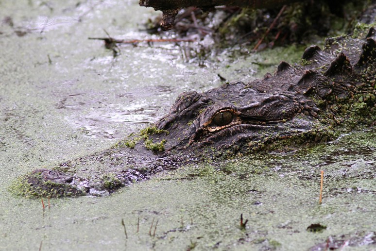 Mrs A and Babies in the Swamp 