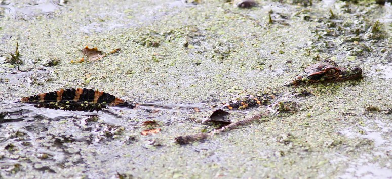 Mrs A and Babies in the Swamp 