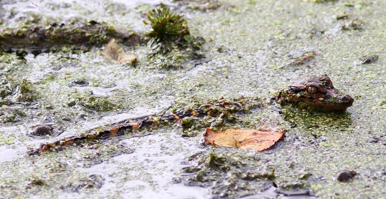 Mrs A and Babies in the Swamp 