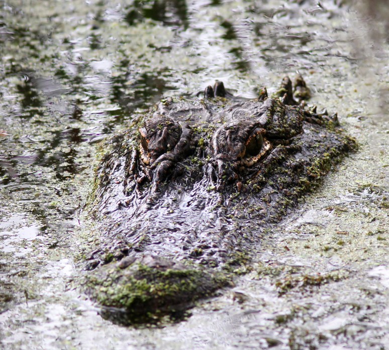 Mrs A and Babies in the Swamp 