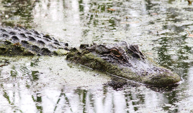 Mrs A and Babies in the Swamp 