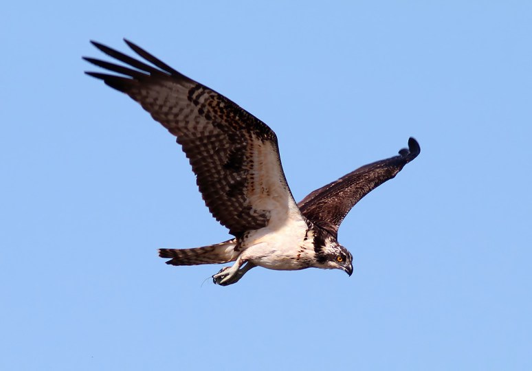 Osprey Circle and Dive 
