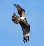 Osprey Circle and&nbsp;Dive