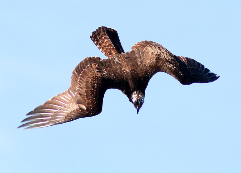 Osprey Circle and Dive 