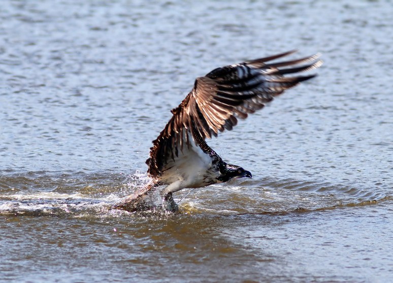 Osprey Circle and Dive 