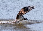 Osprey Circle and&nbsp;Dive