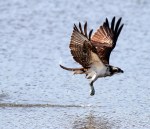 Osprey Circle and&nbsp;Dive
