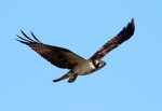 Osprey Circle and&nbsp;Dive