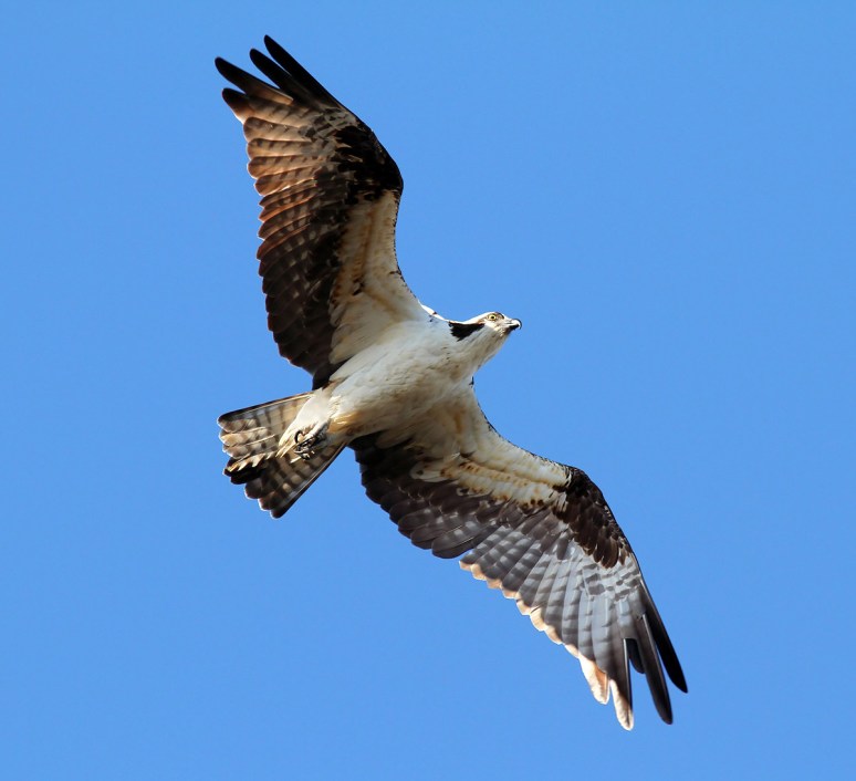 Osprey Fishing in the Morning 