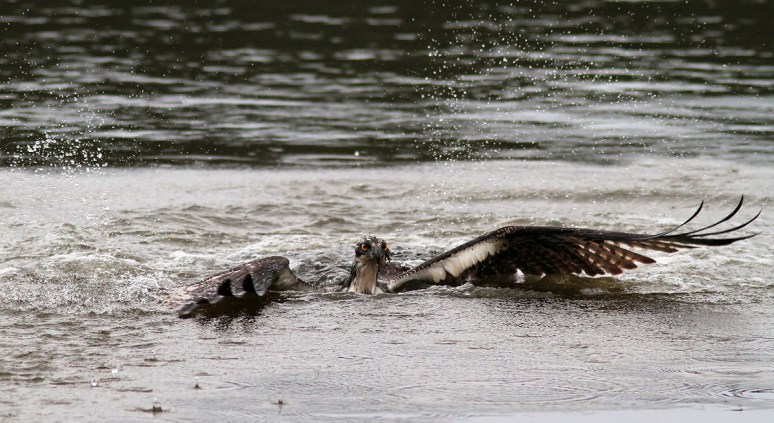 Osprey Gets Wet But No Fish 
