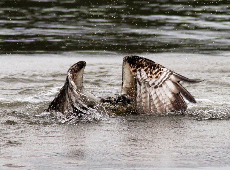 Osprey Gets Wet But No Fish 02
