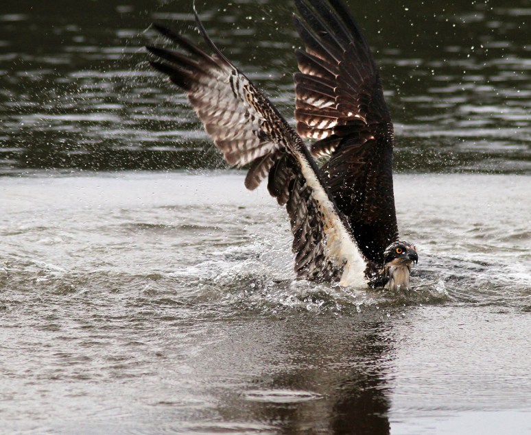 Osprey Gets Wet But No Fish 