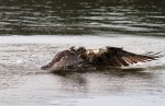 Osprey Gets Wet But No&nbsp;Fish