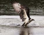 Osprey Gets Wet But No&nbsp;Fish