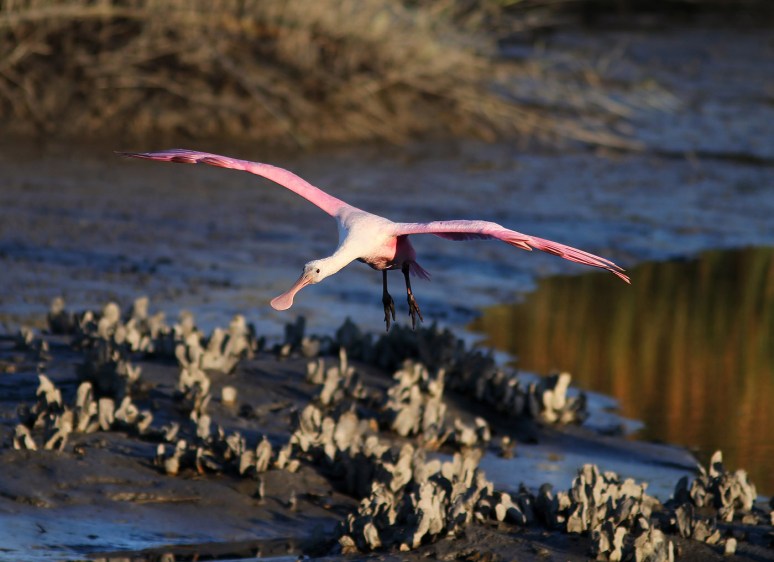 Spoonbill and Friend 
