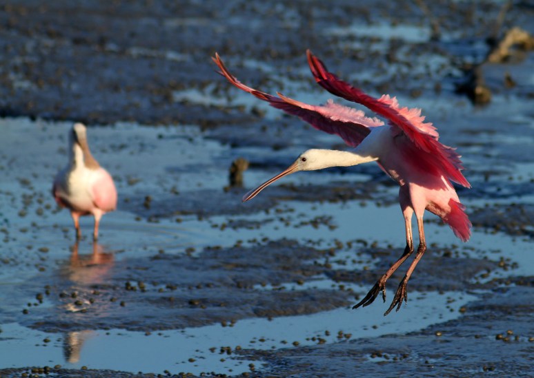 Spoonbill and Friend 