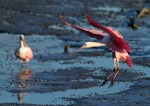 Spoonbill and Friend