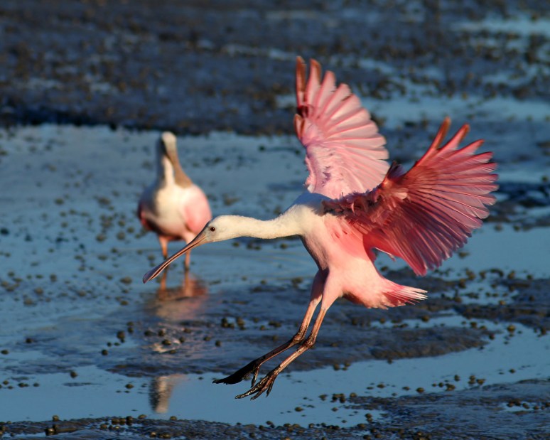 Spoonbill and Friend 
