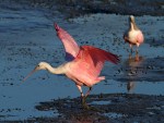Spoonbill and Friend