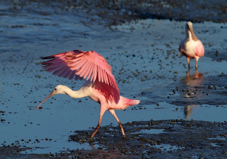 Spoonbill and Friend 